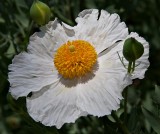 Matilija Poppy