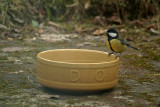 Great Tit on the Dog Bowl