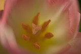 Tulips in March 04.jpg