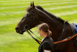 Horse Prior to Race Royal Ascot.