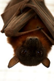 Little Red Flying Foxes