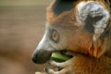 Crowned Lemur 22