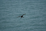 Cormorant in Flight 03