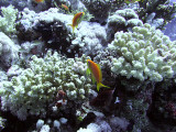 Anthias and Damsel Fish Around Coral