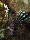 Common Lionfish - Pterois Miles 05