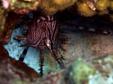 Common Lionfish - Pterois Miles under Rock