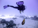 Diver and Emperor Angelfish - Pomacanthus Imperator