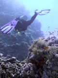 Diver over Scalefin or Lyretail Anthias - Pseudanthias Squamipinnis 01