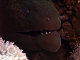 Giant Moray - Gymnothorax Javanicus 04