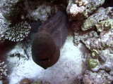 Giant Moray - Gymnothorax Javanicus Emerging from Crevice 07