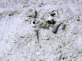 Red Banded Prawn Gobies - Amblyeleotris Fasciata 03