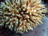 Red Sea Dascyllus Hiding in Coral - Dascyllus Marginatus
