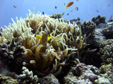 Two-Banded Anemonefish in Anemone - Amphiprion Bicinctus
