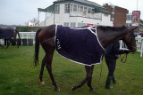 Karasakal in the Winners Enclosure 08