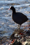 Coot Standing in Water