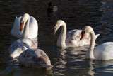Family of Swans on Water