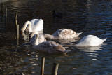 Family of Swans on Water 02