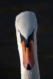 Mute Swan from Front