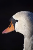 Mute Swan from Side