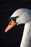 Mute Swan in Profile