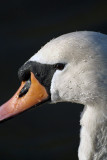 Mute Swan in Profile 02