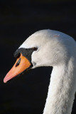Mute Swan in Profile 03