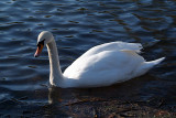 Mute Swan on Water
