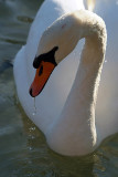 Mute Swan on Water 02