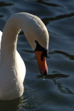 Mute Swan on Water 03