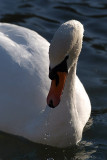 Mute Swan on Water 05