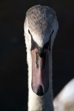 Young Mute Swan from Front