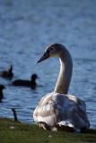 Young Mute Swan on Grass