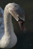 Young Mute Swan on Water