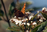 Comma Butterfly on White Blossom - Polygonia C-Album 06