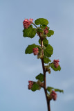 Flowering Currant Blossom 02