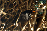 Male Blackbird at Fat Ball 02