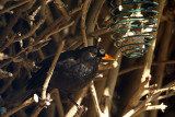 Male Blackbird at Fat Ball 03