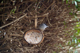 Male Blackcap by Coconut