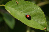 Pine Ladybird on Leaf - Exochomus Quadripustulatus 02