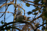 Young Grey Squirrel on Branch 05