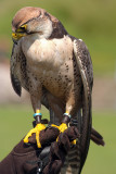 Lanner Falcon Perched on Falconers Glove - Falco Biarmicus 07