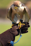 Lanner Falcon Perched on Falconers Glove - Falco Biarmicus 11