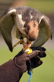 Lanner Falcon Perched on Falconers Glove - Falco Biarmicus 17