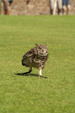 Little Owl on Grass - Athene Noctua 03