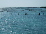 Conch Farm - Turks and Caicos