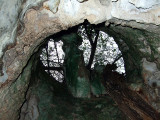 Roots Growing Through Ceiling of Indian Head Cave 04