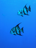 Pair of Angelfish