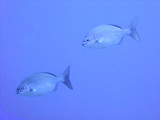 Pair of Fish