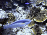 Parrotfish  Blue Chromis