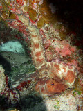 Camouflaged Octopus 5